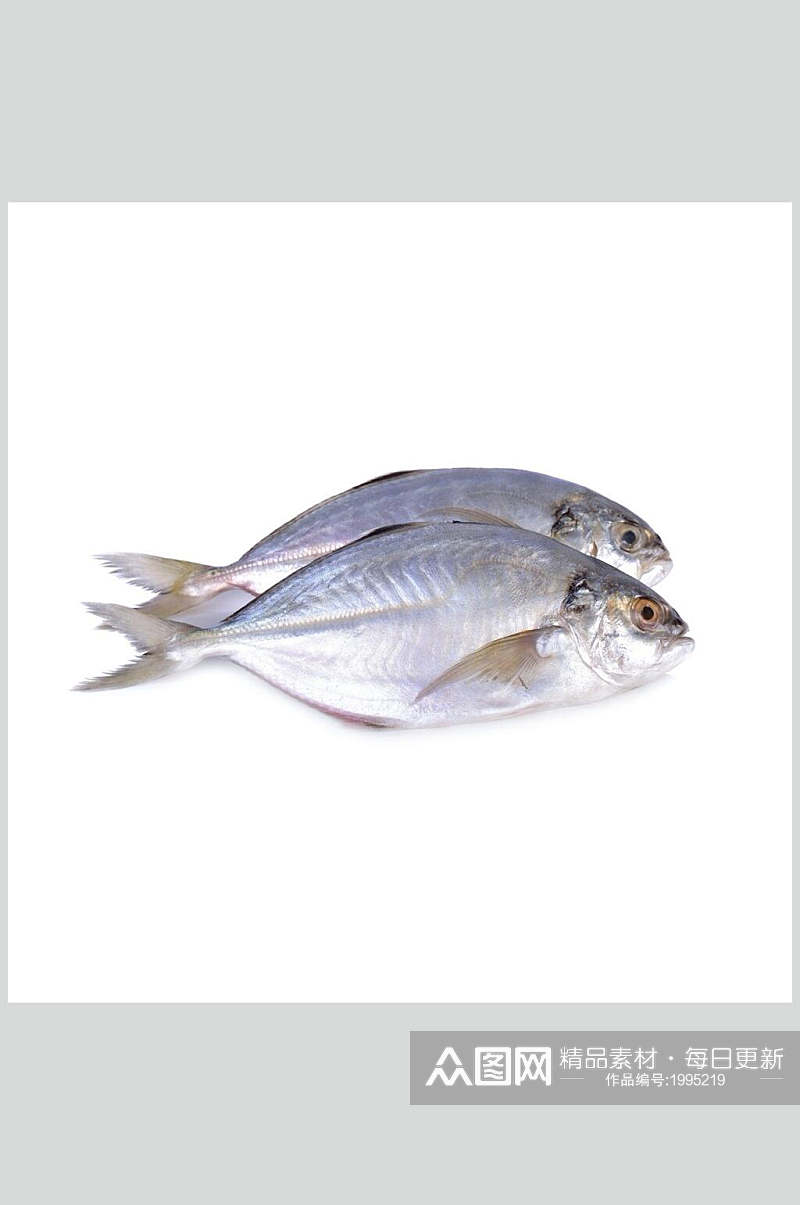 水产鱼类扁鱼高清图片素材