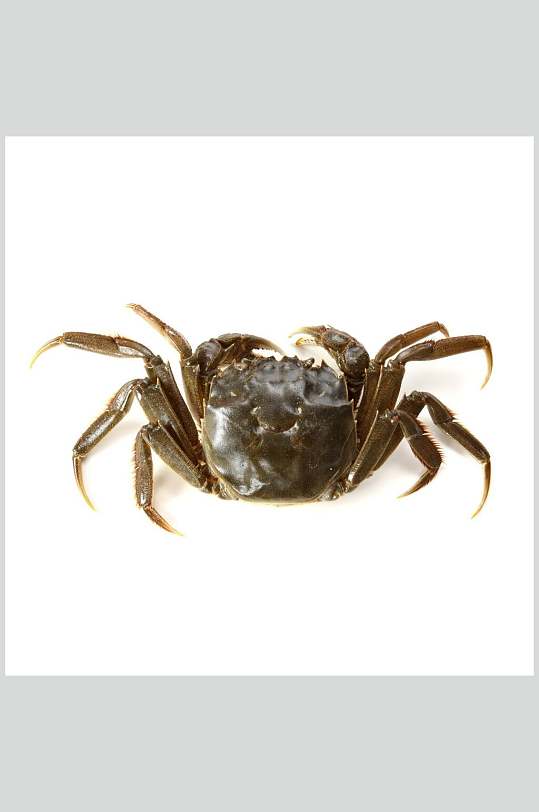 青蟹螃蟹蟹类图高清片