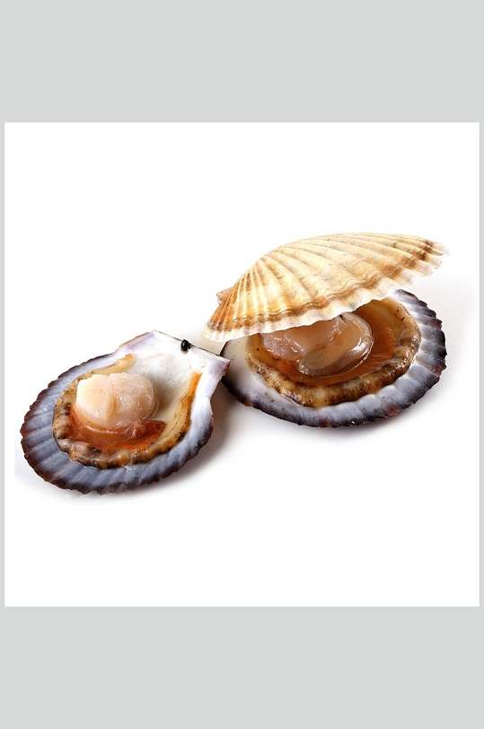健康美味扇贝螺贝类食品白底摄影图片