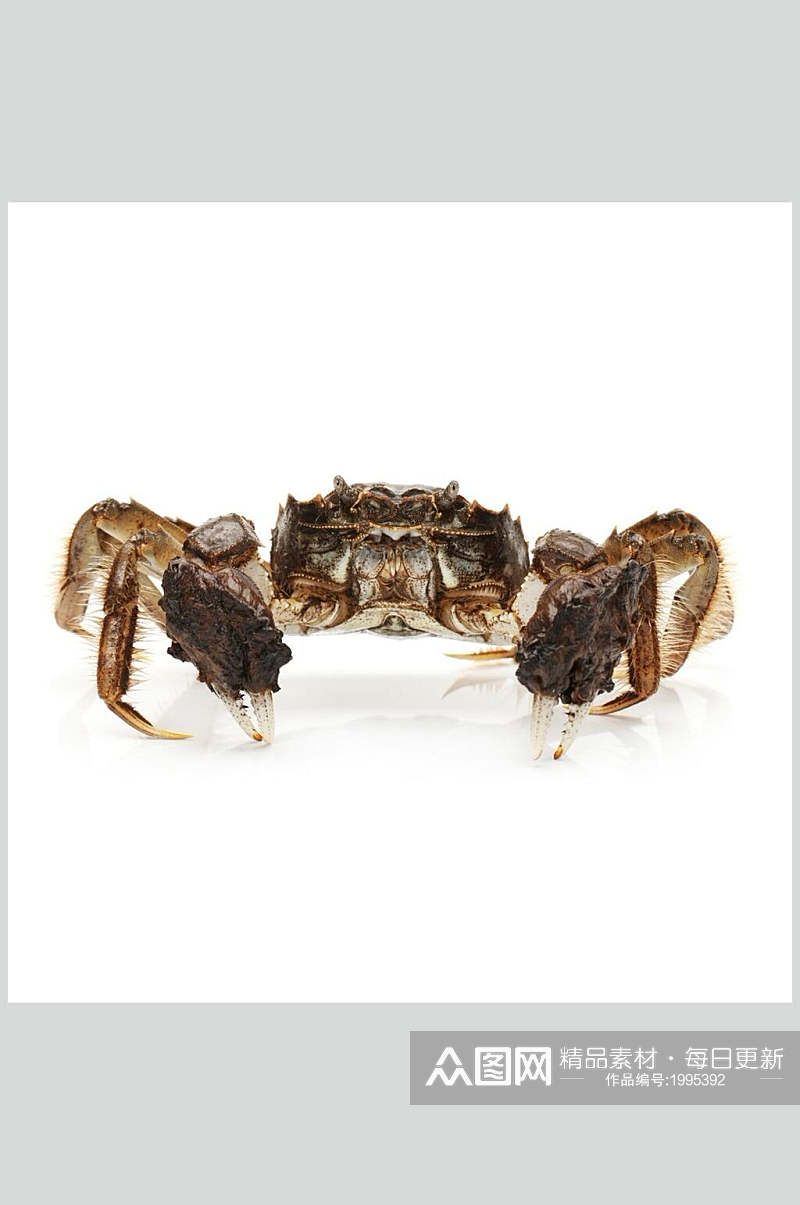 螃蟹蟹类食物高清图片素材
