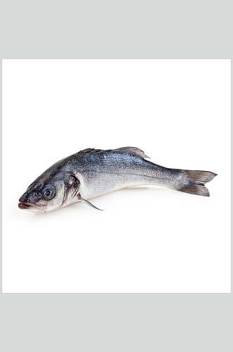 水产鱼类海鱼高清图片