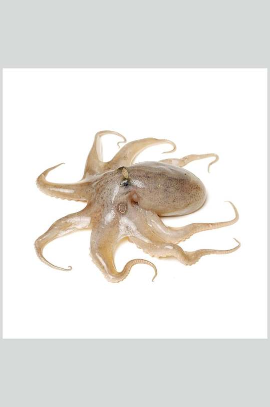 章鱼头足类水产白底图片