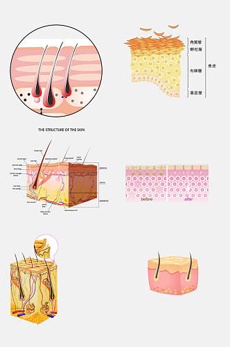 简洁粉色皮肤毛囊组织设计元素