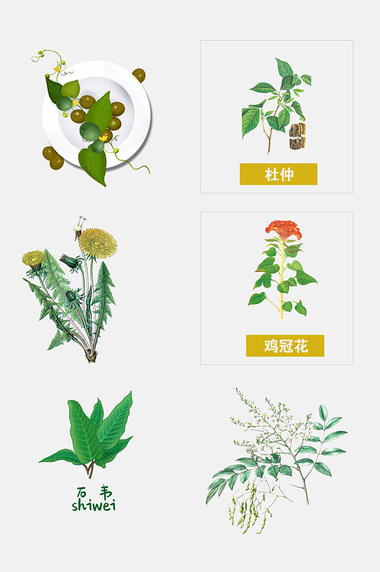 清新手绘传统中医草本植物免抠元素