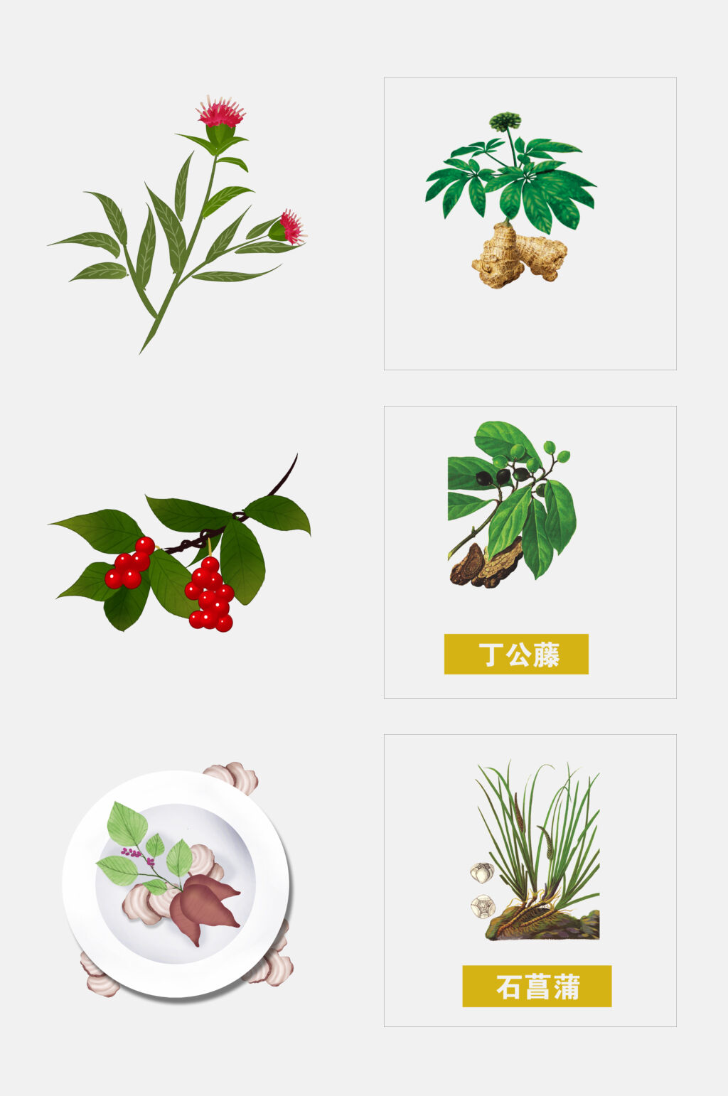 绿色手绘中医草本植物花免抠设计元素素材