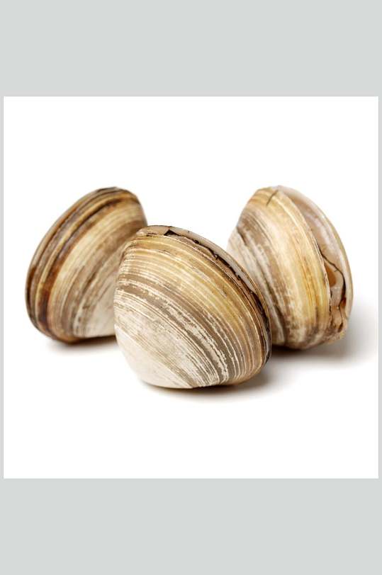 清晰螺纹螺贝类白底图片