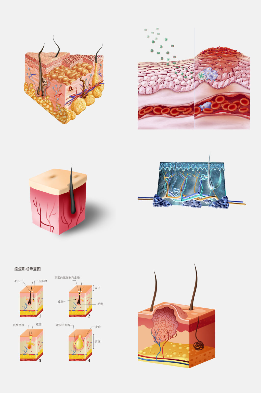 皮肤毛囊组织设计元素素材