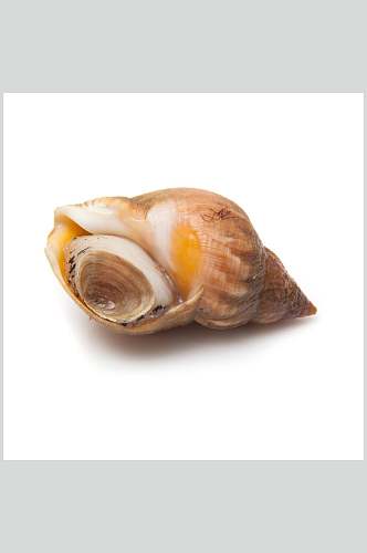 营养健康花螺螺贝类白底图片