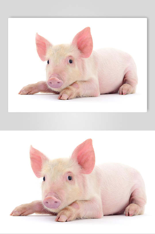 简约自然小乳猪白底图片摄影图