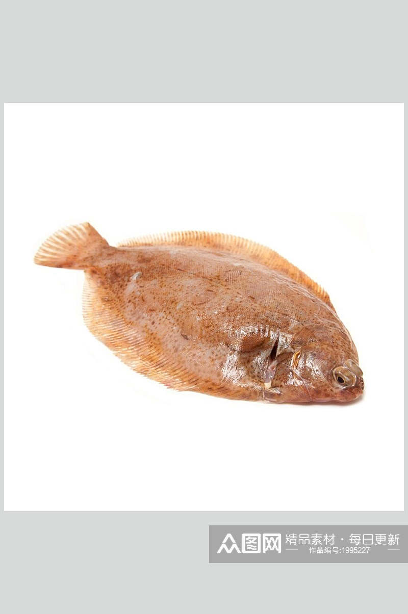 新鲜美味班鱼水产鱼类高清图片素材