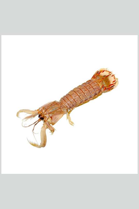 虾类图片皮皮虾生鲜食材摄影图