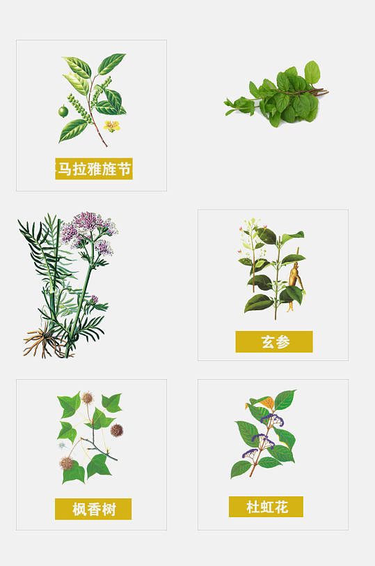 手绘中医草本植物花草免抠元素