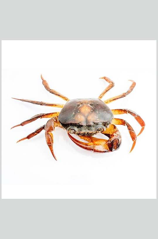 螃蟹蟹类海鲜盛宴高清图片