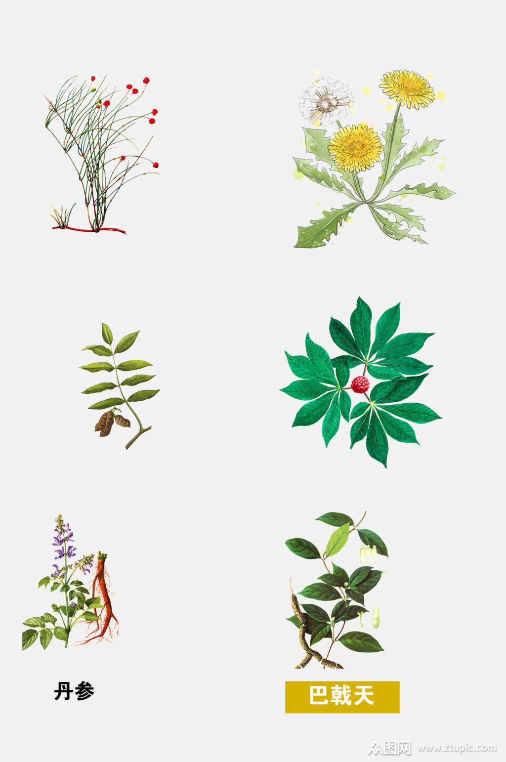 水彩风手绘中医草本植物花草免抠元素