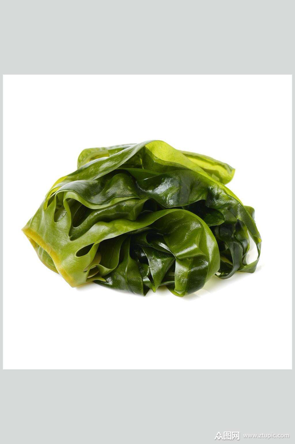 海带头足类水产白底图片素材