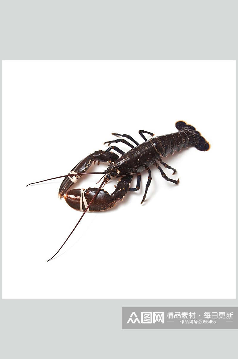 虾类图片一只虾生鲜食材摄影图素材