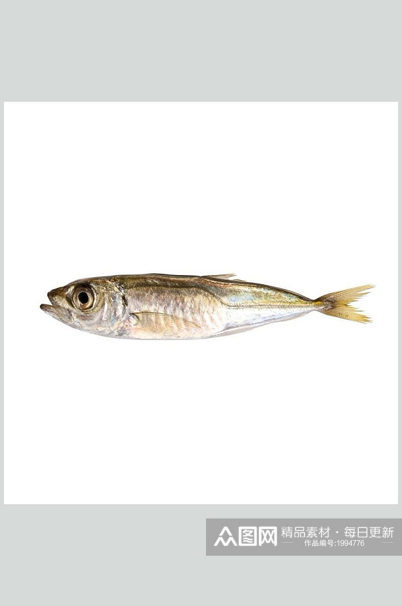 海鱼水产鱼类美食图片素材