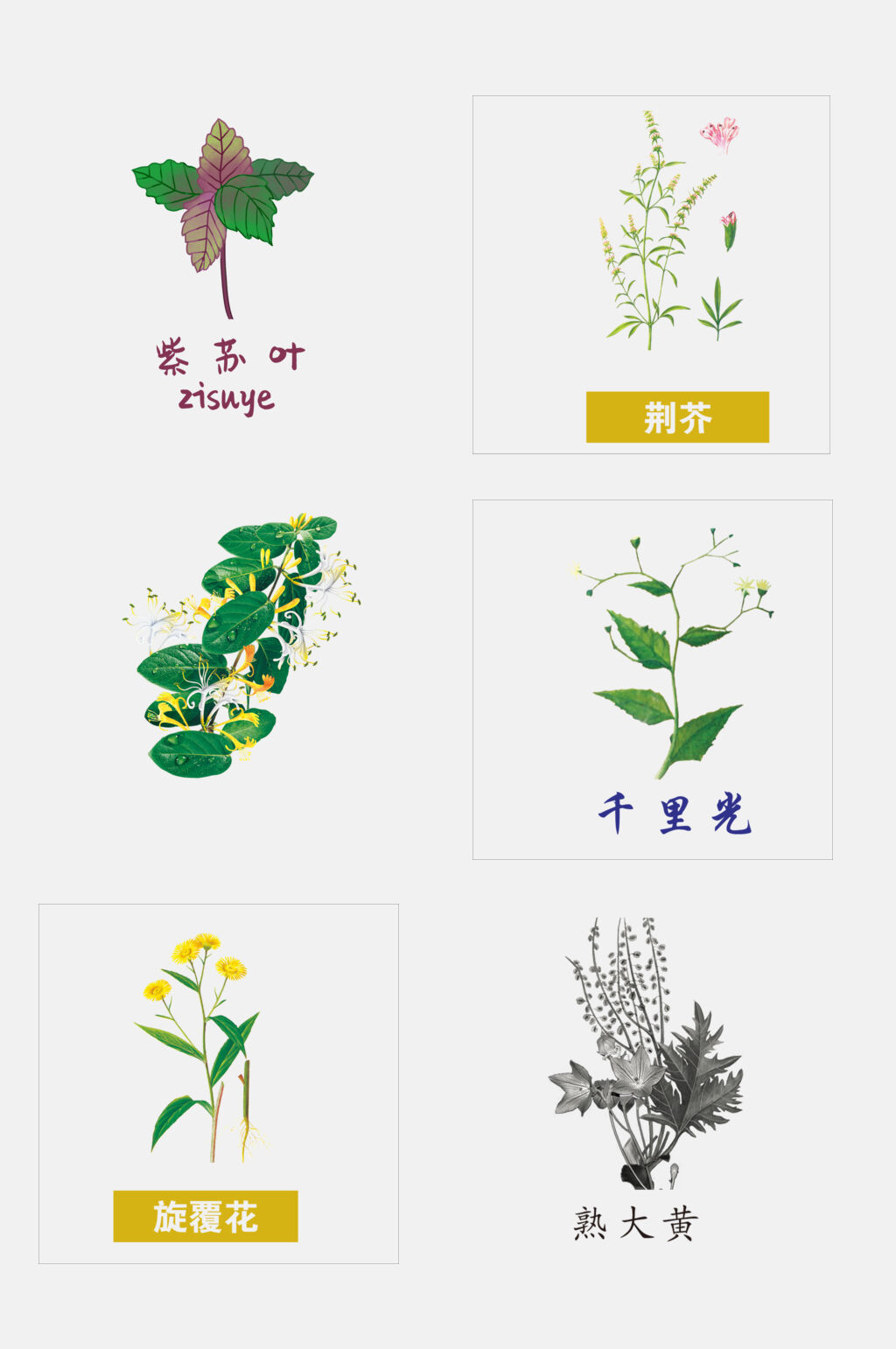 清新手绘中医草本植物免抠元素