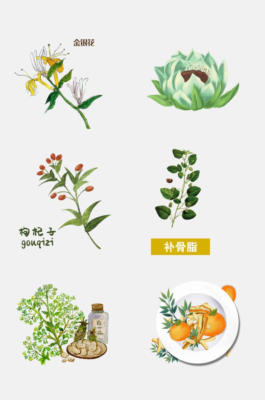 清新水彩风手绘中医草本植物设计素材
