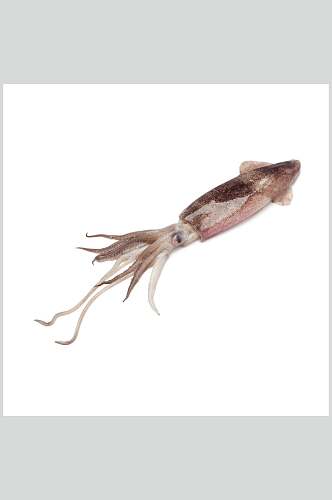 海鲜鱿鱼头足类水产白底图片