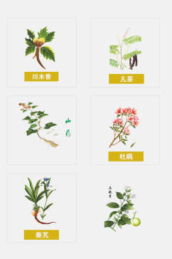 手绘中医草本植物杜鹃花免抠元素