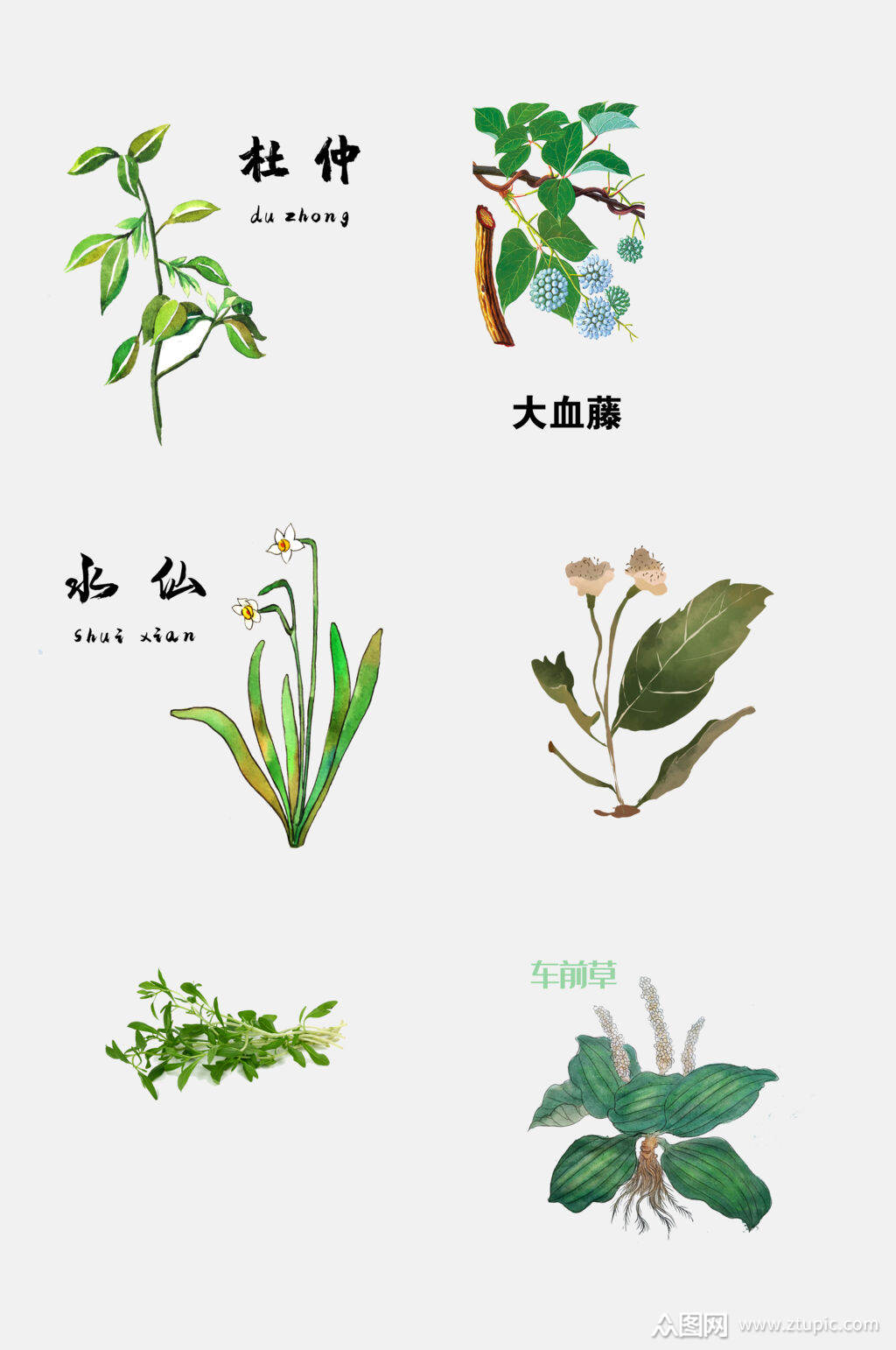 创意清新手绘中医草本植物免抠元素素材