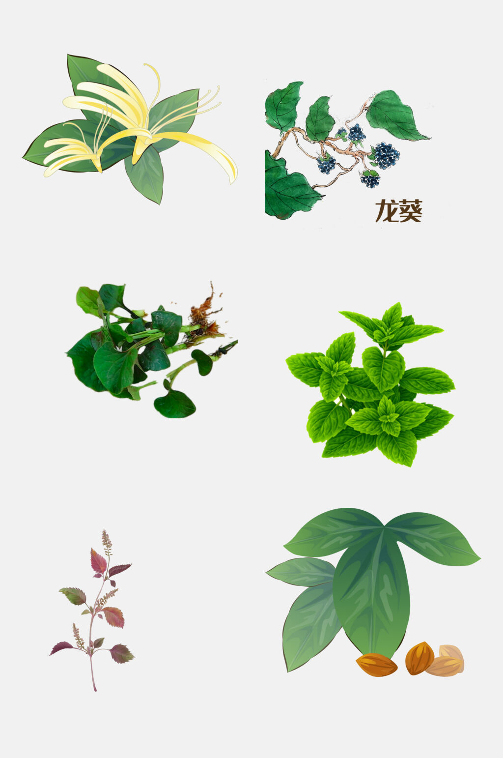 清新绿色手绘中医草本植物免抠元素素材