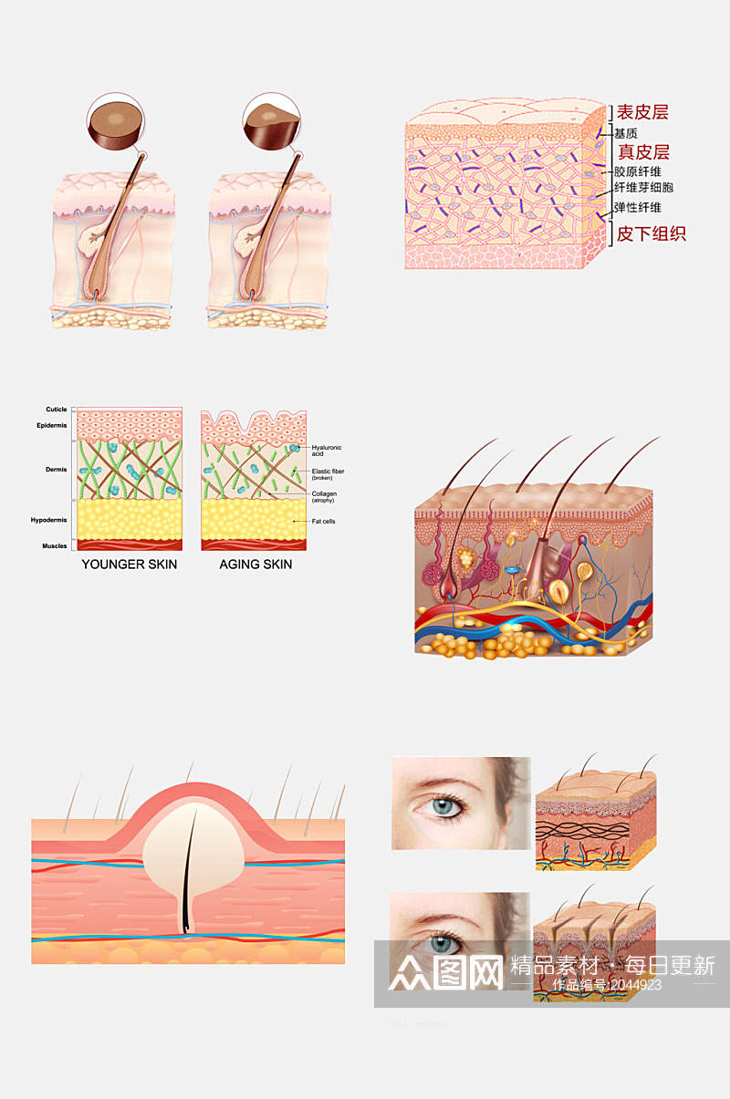 美容护肤皮肤毛囊组织设计元素素材