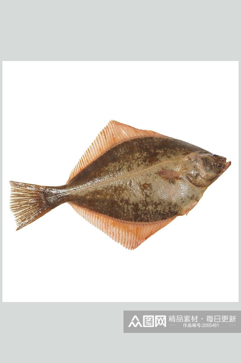 水产鱼类图片一只多宝鱼生鲜食材素材