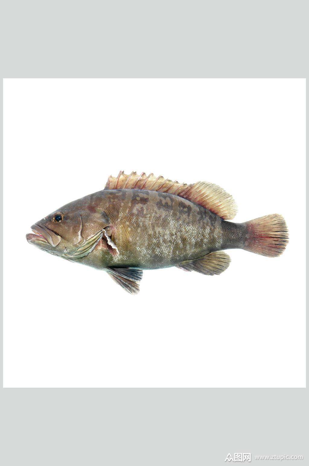 水产鱼类斑鱼摄影图片