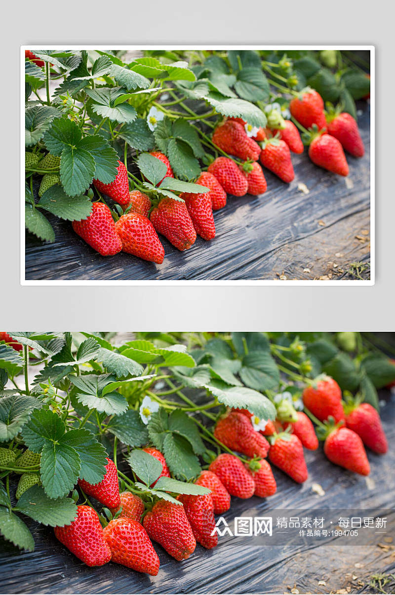 田园新鲜草莓摄影图片素材