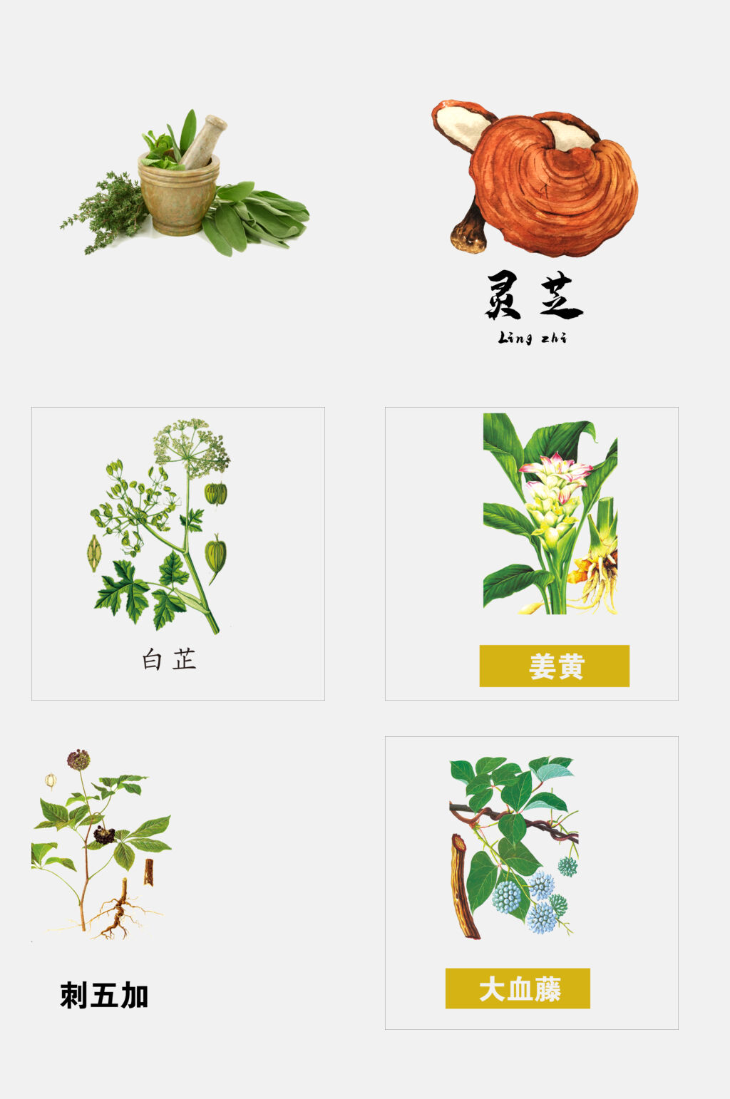 灵芝简图图片