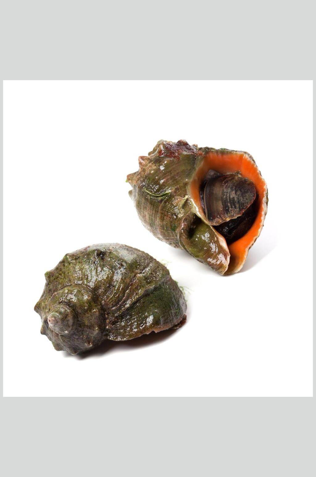 螺贝类螺肉食物白底摄影图片素材