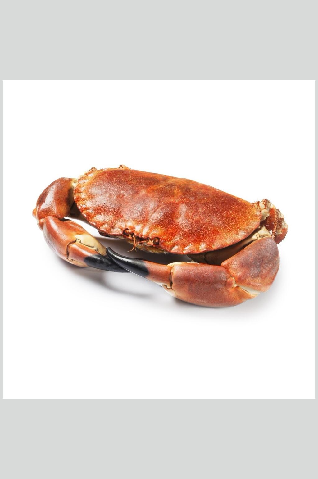 面包蟹蟹类海鲜美食摄影图片素材