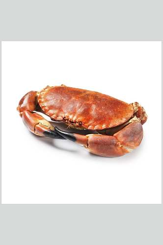 面包蟹蟹类海鲜美食摄影图片