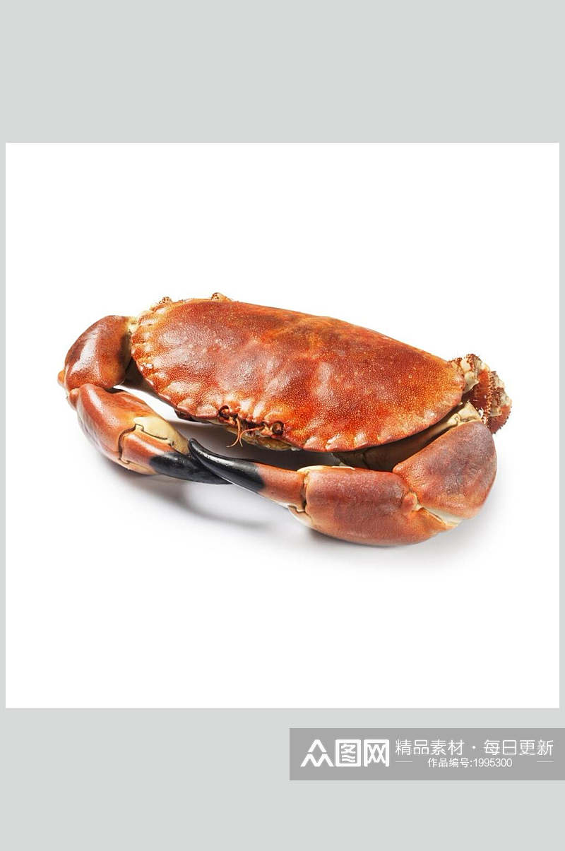 面包蟹蟹类海鲜美食摄影图片素材