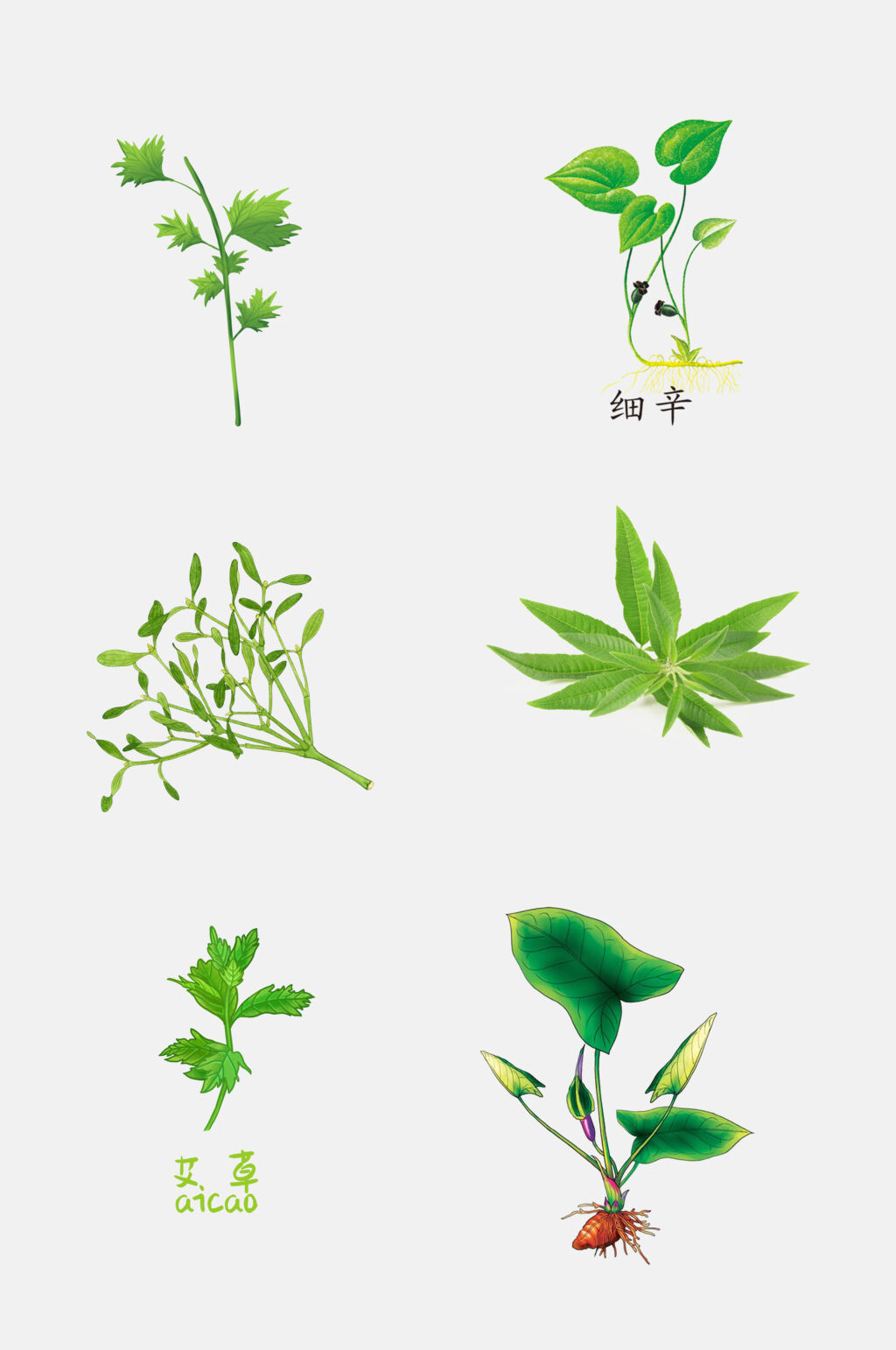 绿色水彩风手绘中医草本植物免抠元素素材