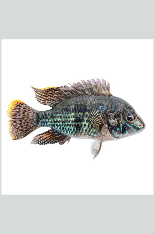 水产鱼类食品高清图片