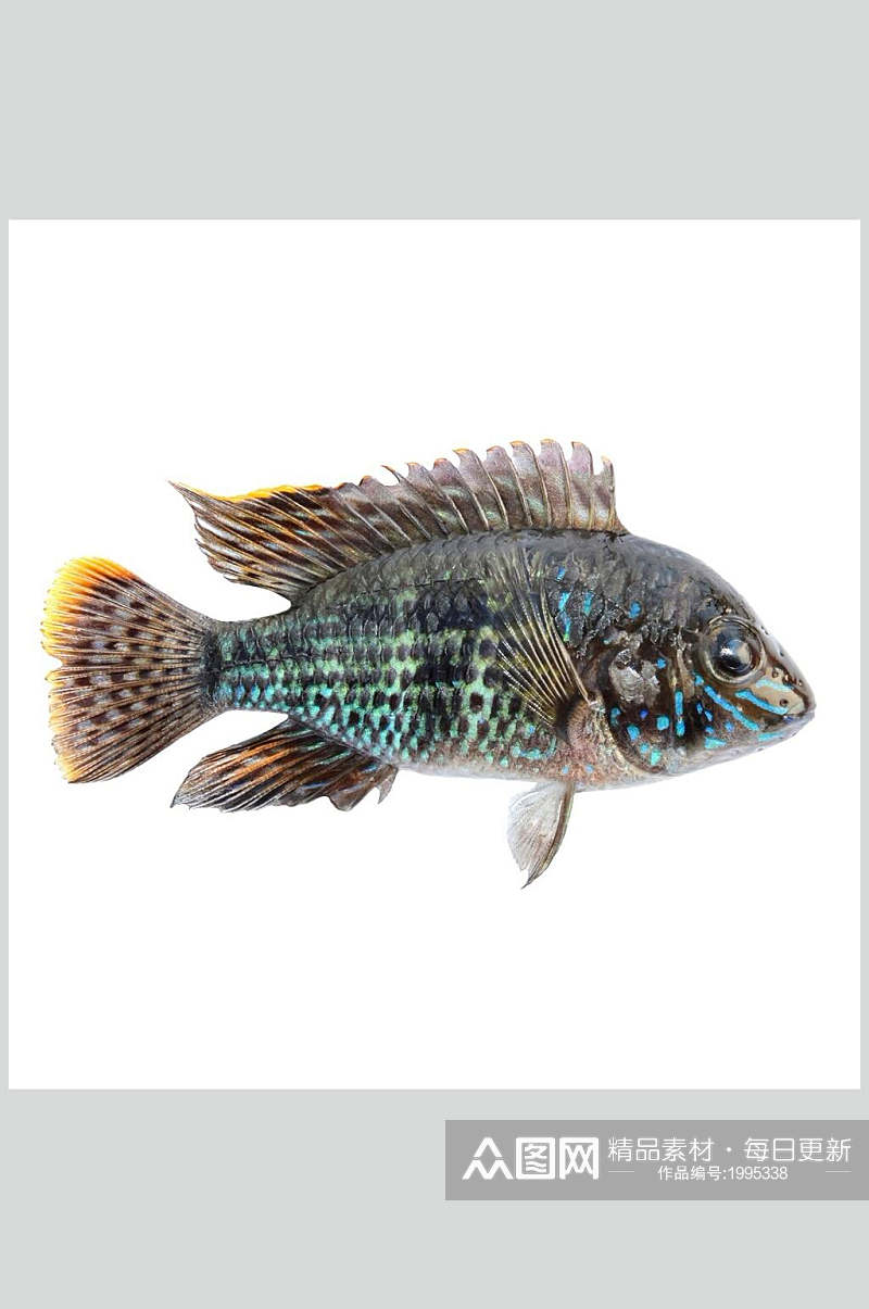 水产鱼类食品高清图片素材