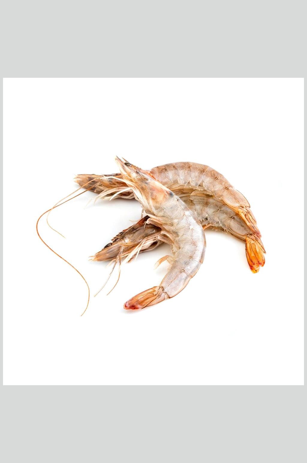 虾类食品高清图片素材