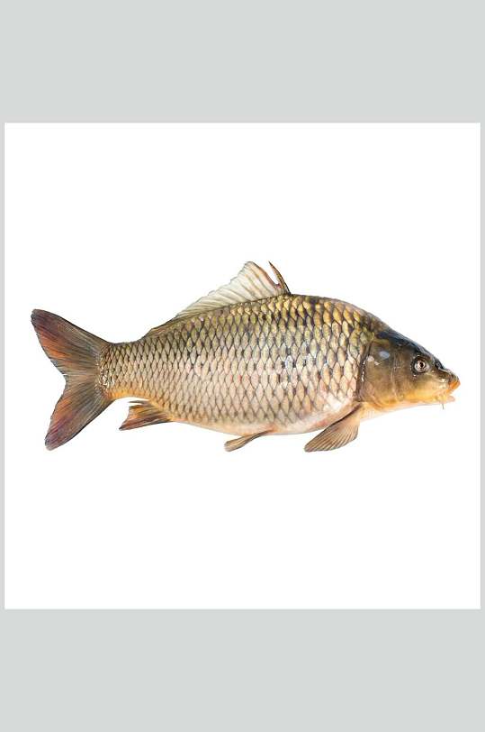 水产鱼类鲤鱼食物图片