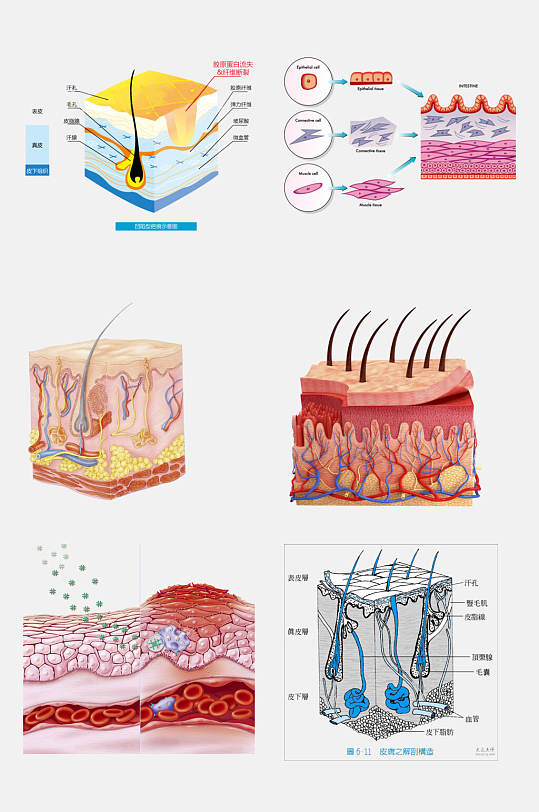皮肤护理管理生物皮层免抠元素素材