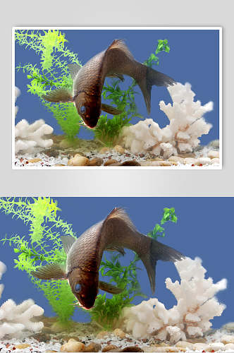 海河鲜岩鲤美食高清图片