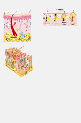 皮肤护理管理生物皮层免抠元素素材