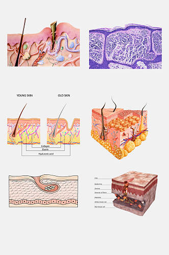 生物皮肤护理管理生物皮层免抠元素素材