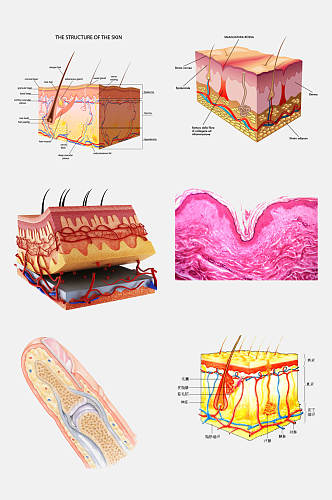 皮肤护理管理生物皮层免抠元素素材