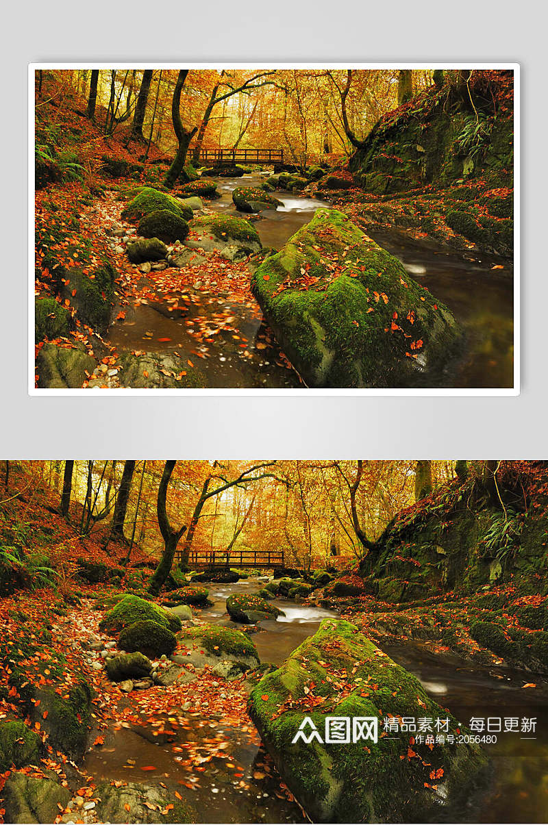 原始森林图片小桥落叶森林摄影视觉素材