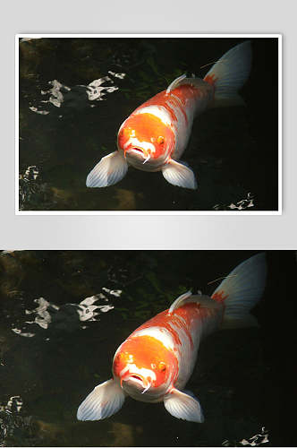 观赏鱼图片黑底红鲤鱼特写摄影图