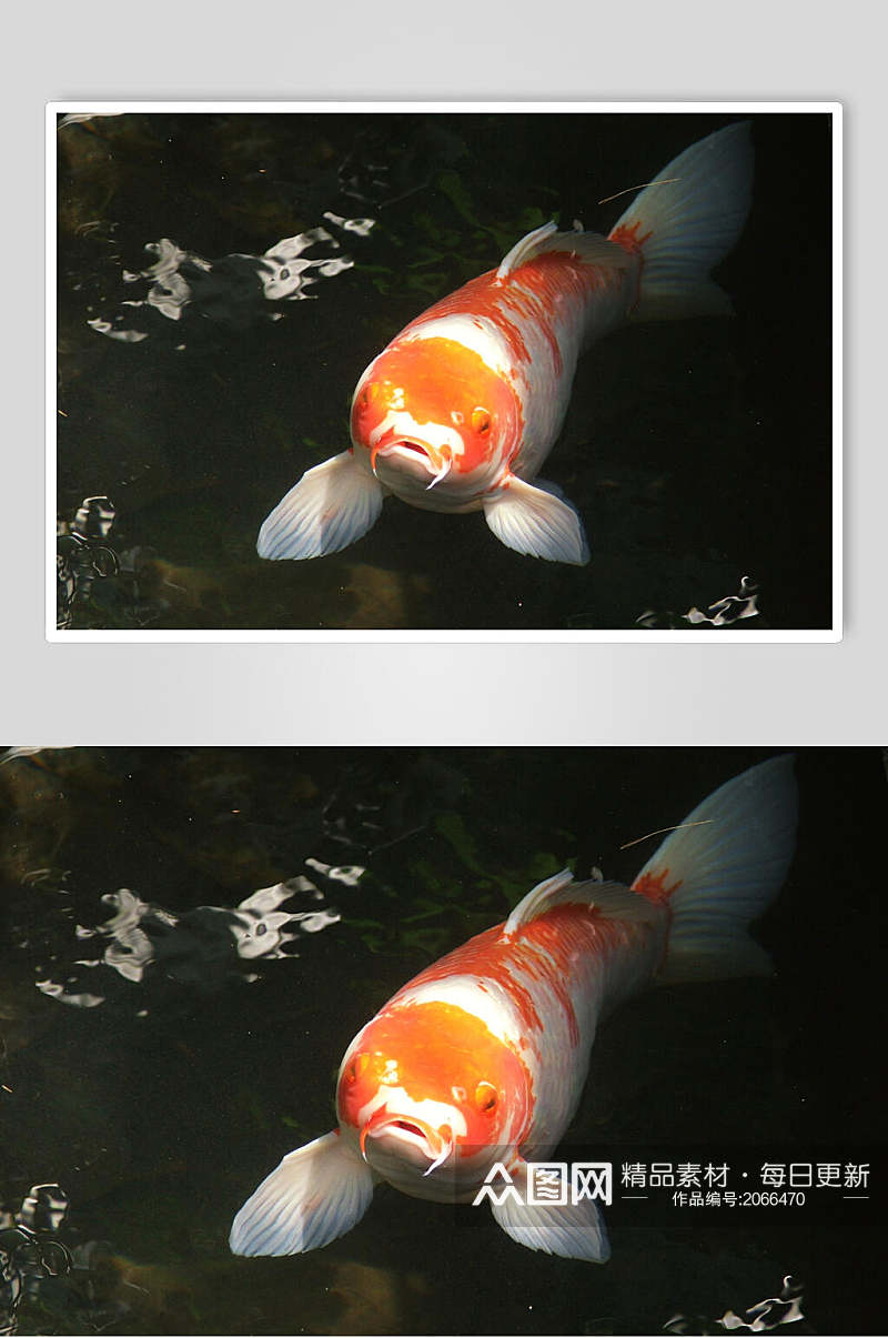 观赏鱼图片黑底红鲤鱼特写摄影图素材