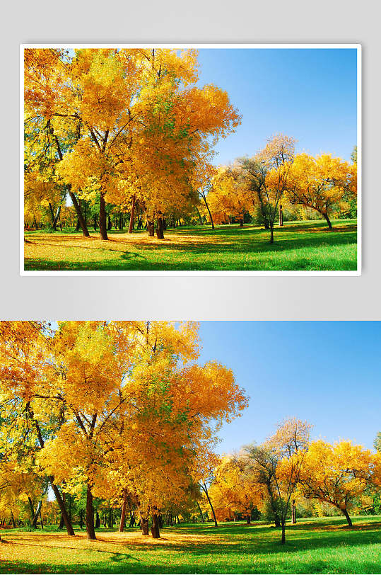 秋天落叶风景图片两联摄影视觉图草地森林